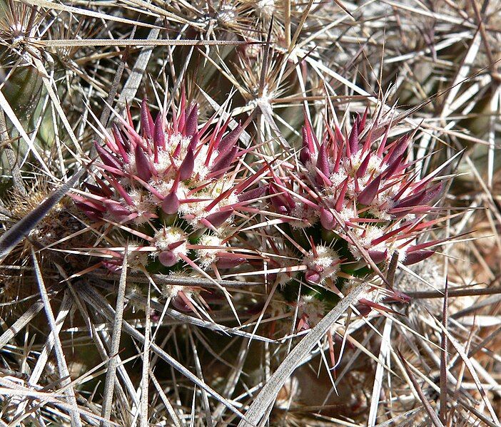 File:Grusonia parishii 4.jpg