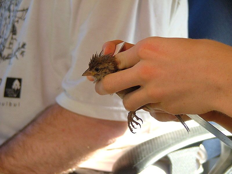 File:House Sparrow 03.jpg