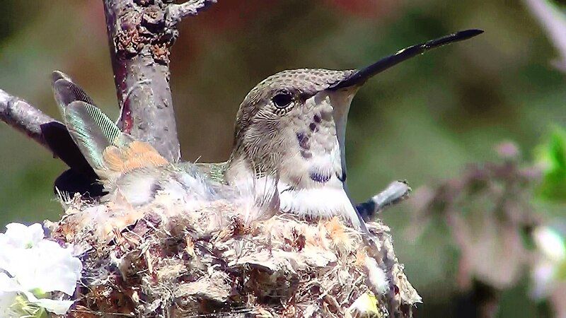 File:Hummingbird Incubating8.jpg