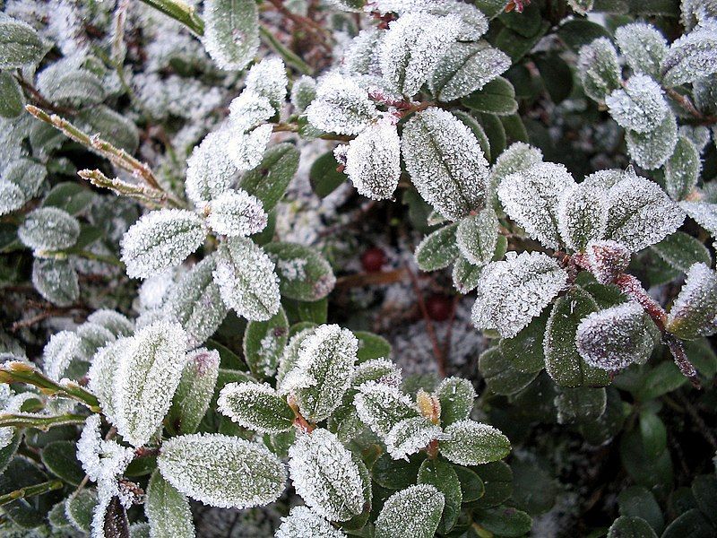 File:Icy LingonBerry.jpg