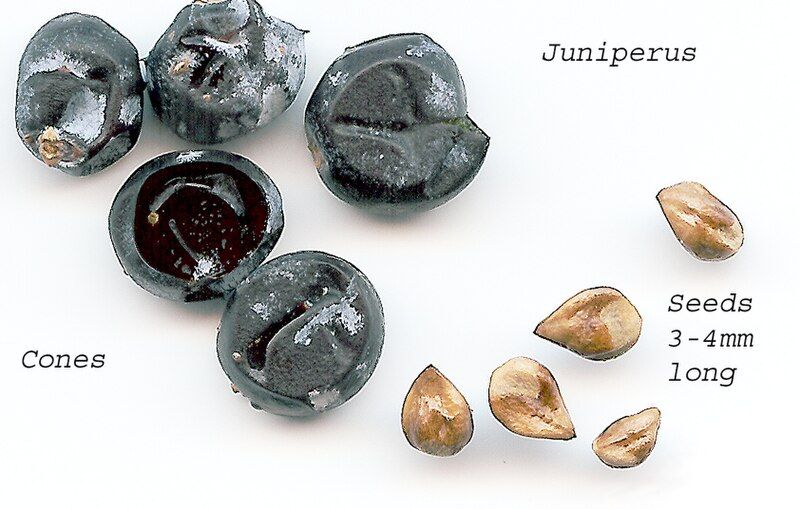 File:Juniperseeds.jpg