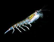 The Antarctic Krill