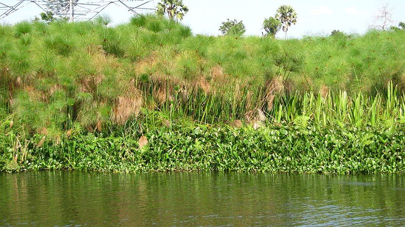 File:Lake Kyoga Papyrus.jpg