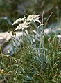 Image 30Edelweiss (Leontopodium alpinum) (from Alps)