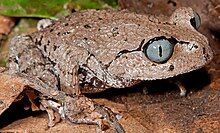 pale brown frog with blue eyes looking right