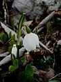 Leucojum vernum close-up