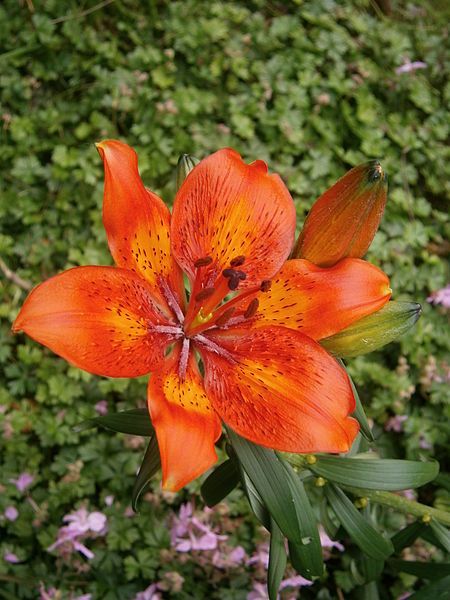 File:Lilium bulbiferum flower01.jpg