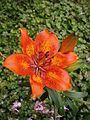 Lilium bulbiferum var. bulbiferum flower