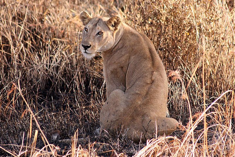 File:Lioness stare mikimi.jpg