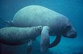 Manatee swimming with calf