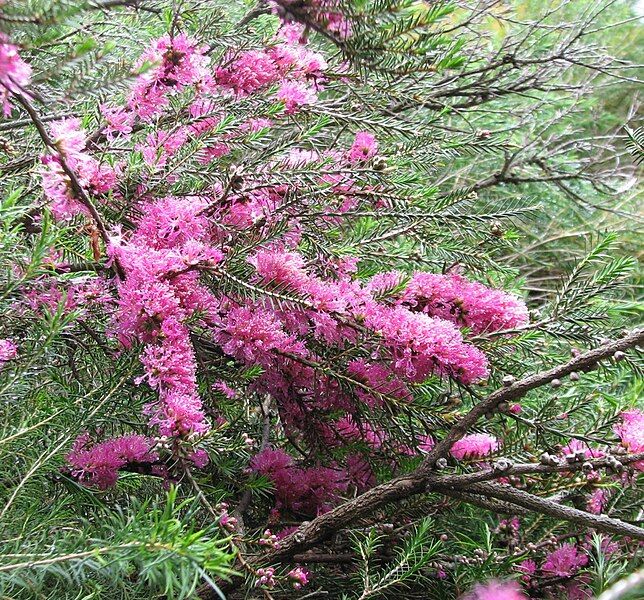 File:Melaleuca wilsonii.jpg