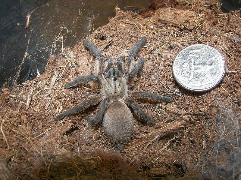 File:Monocentropus balfouri.jpg