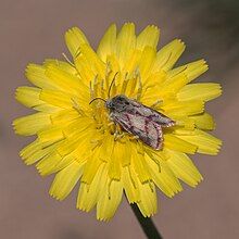 Moth on desert dandelion