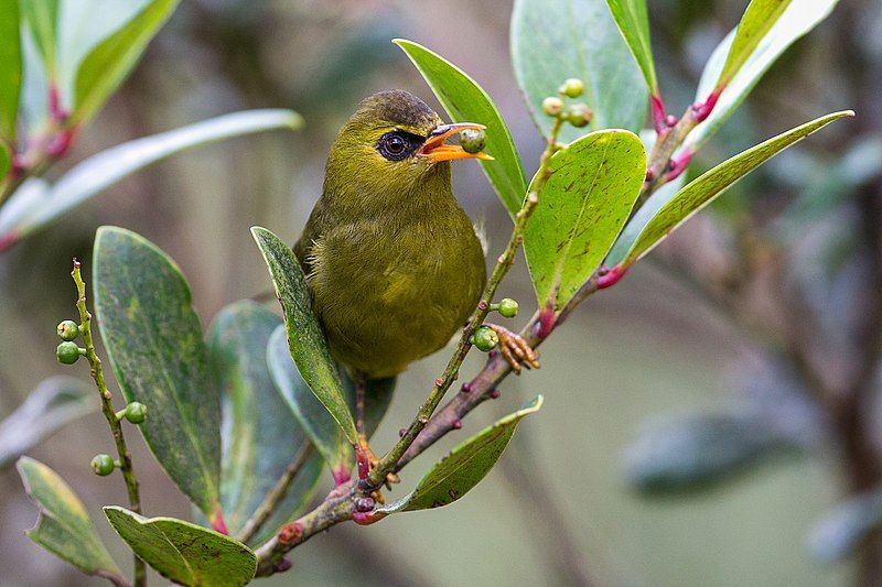 File:Mountain Blackeye.jpg