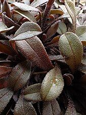 Close-up of leaves