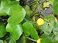 Nuphar lutea