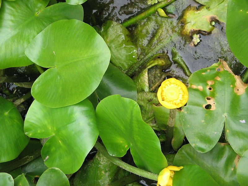 File:Nuphar lutea01.jpg