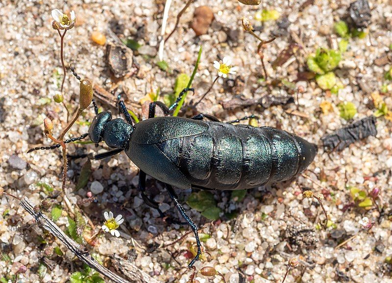 File:Oil beetle (40618).jpg