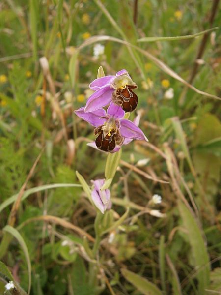 File:Ophrys apifera 003.JPG