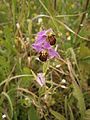 Ophrys apifera