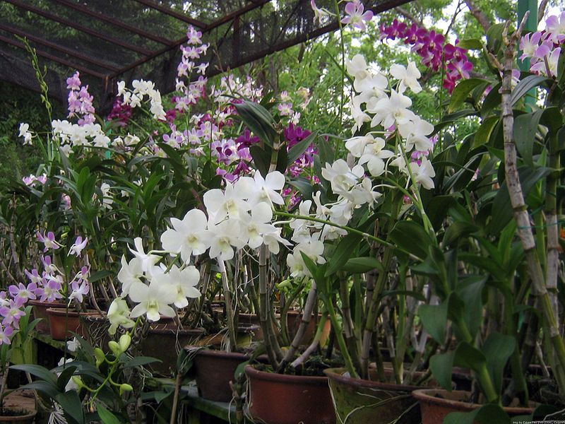 File:Orchid plants.jpg