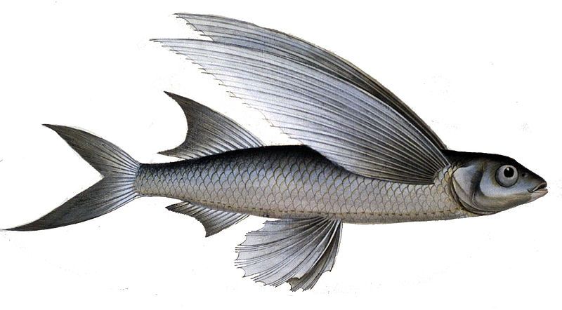 File:Parexocoetus hillianus.jpg