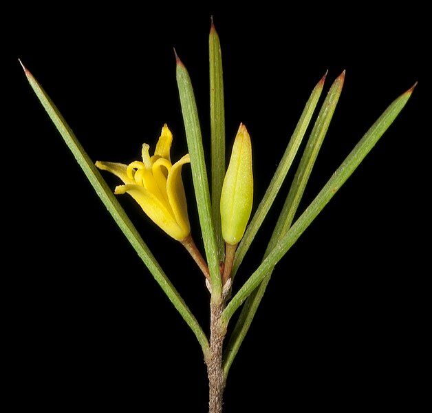 File:Persoonia sulcata (8691915815).jpg