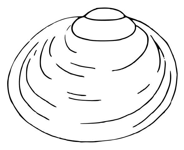 File:Pisidium hibernicum.svg