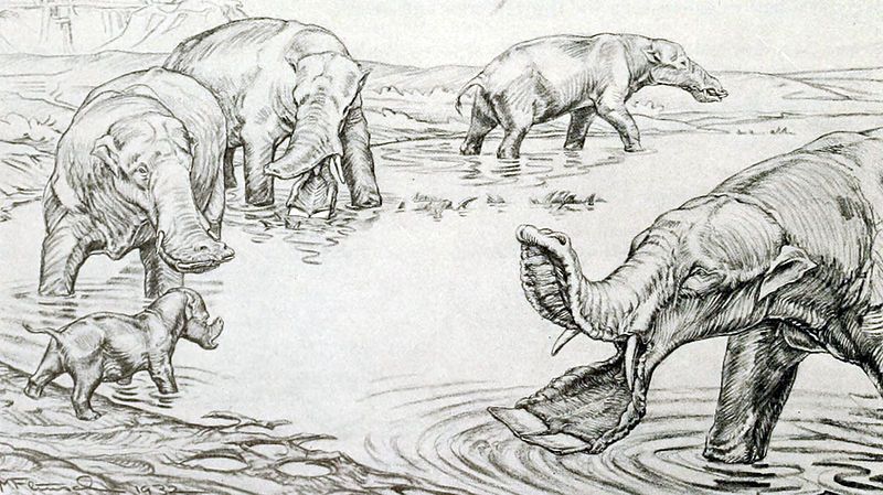 File:Platybelodon.jpg