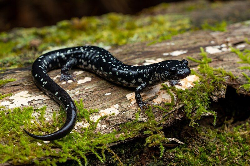 File:Plethodon sequoyah 171428541.jpg