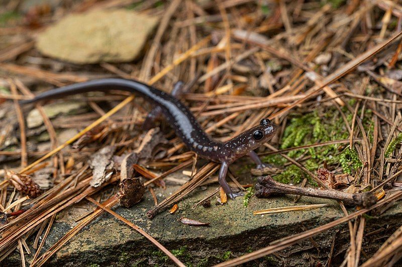 File:Plethodon wehrlei 227978504.jpg