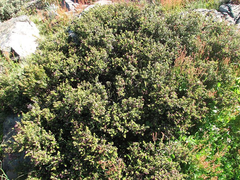 File:Podocarpus lawrencei.jpg