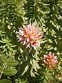 Rhodiola rhodantha