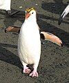 Royal Penguin Eudyptes schlegeli