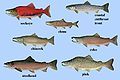 Types of salmon