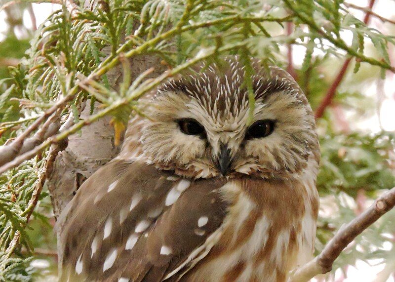 File:Sawhet Owl.jpg