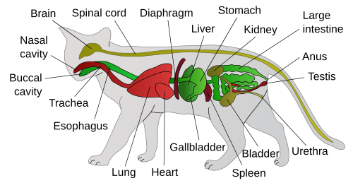 General anatomy of a cat.