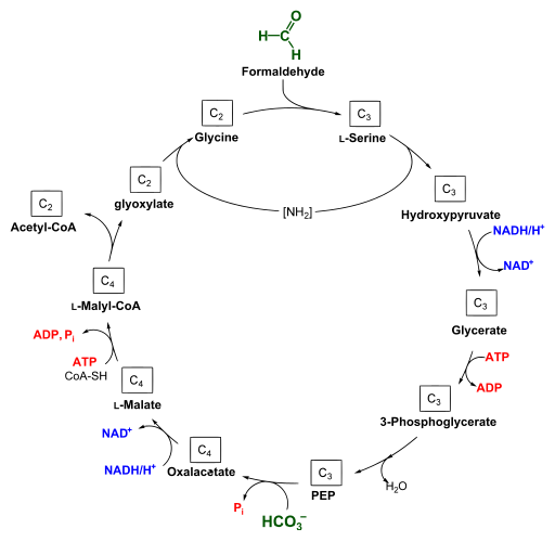 File:Serine pathway.svg