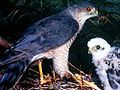 Sharp-shinned Hawk