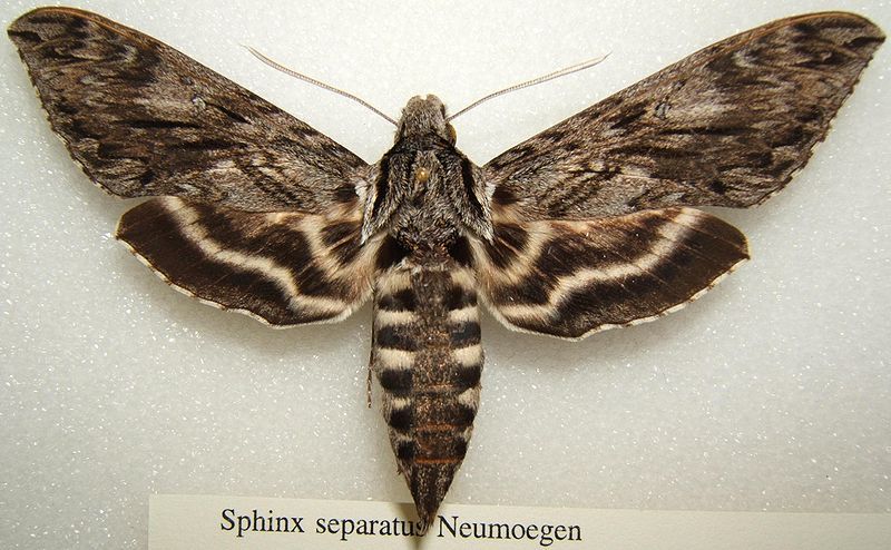 File:Sphinx separatus sjh.JPG