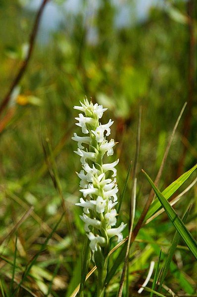 File:Spiranthes diluvialis.jpg