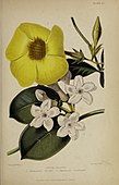 Allamanda Schottii