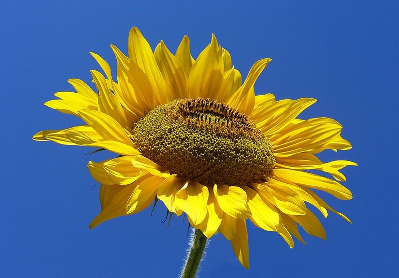 File:Sunflower from Silesia2.jpg