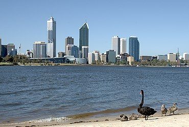 A family of black swans on the shore of the Swan River with the Perth skyline in background.