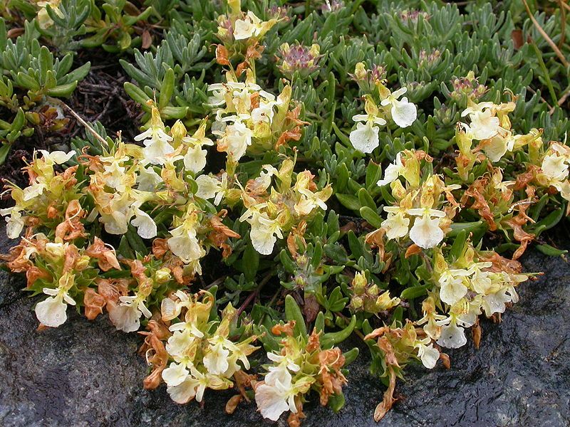 File:Teucrium montanum.JPG