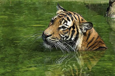 Swimming Malayan Tiger in the Dortmund Zoo, Germany.