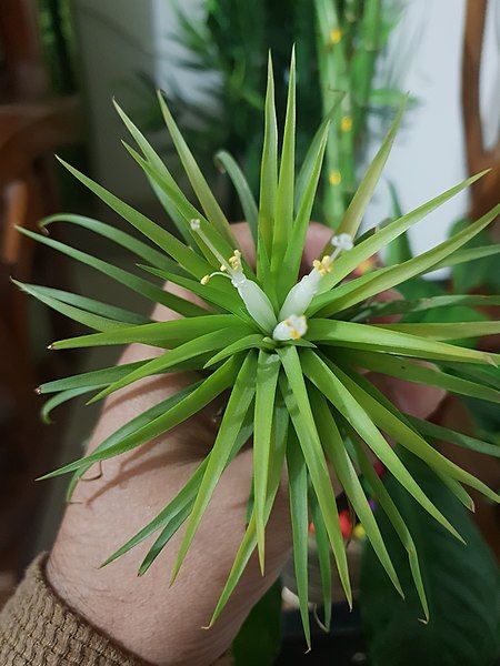 File:Tillandsia ionantha "Druid".jpg