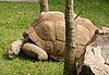 An Aldabra Giant Tortoise