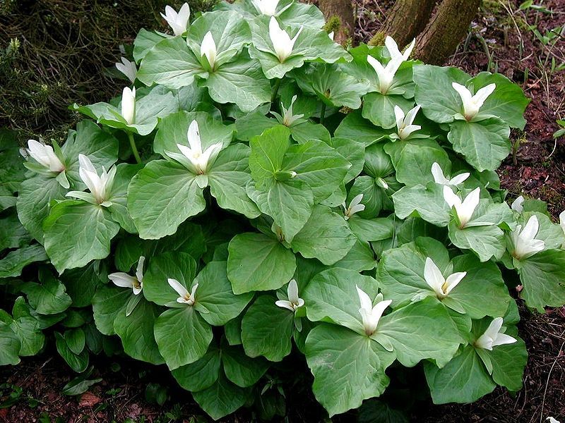 File:Trillium albidum 1.jpg