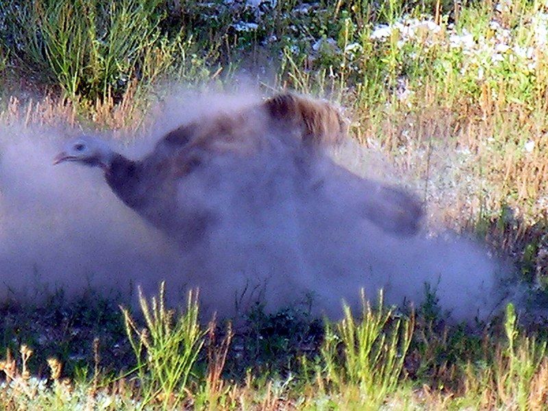 File:Turkey Sand Bath.jpg